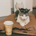 Kedi Cafe Meow Parlour