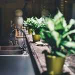 sağlıklı ev bitkileri